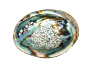Metaphysical Store Supplies Gifts Occult Wicca WItchcraft Abalone Shell